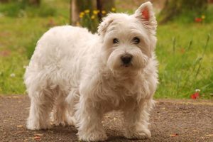 Brad Mehldau, Larry Grenadier y Jeff Ballard
